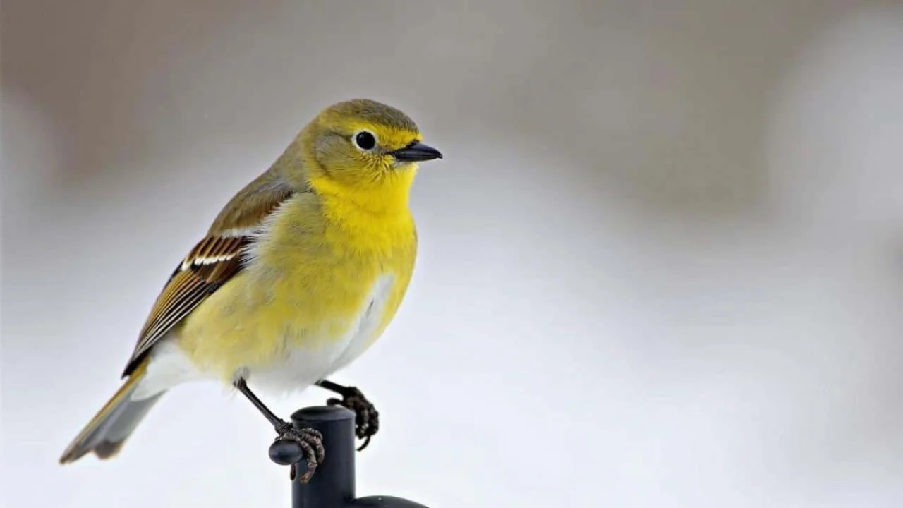 prehistoric-animal-speeds-were-wildly-overestimate